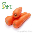 Fuente de fábrica Pure Planta Natural Extractos Jugo de zanahoria Polvo